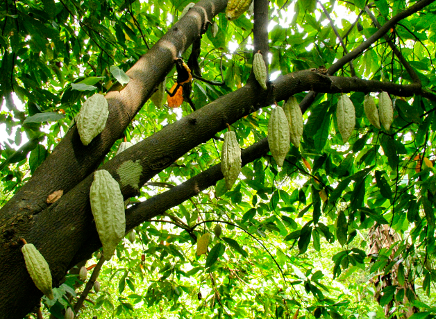 hongos-nativos-que-transforman-el-campo